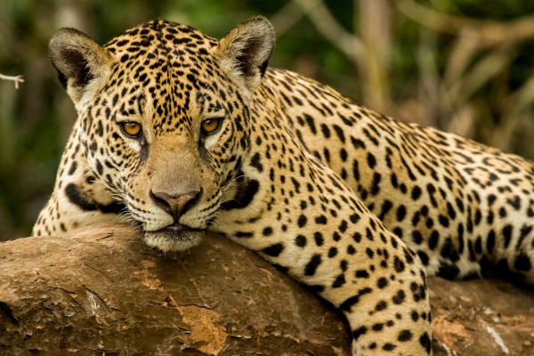 Seguir protocolo para manejo de fauna é fundamental