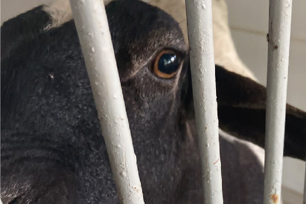 Encontrada ferida, Bita ganha lar temporário